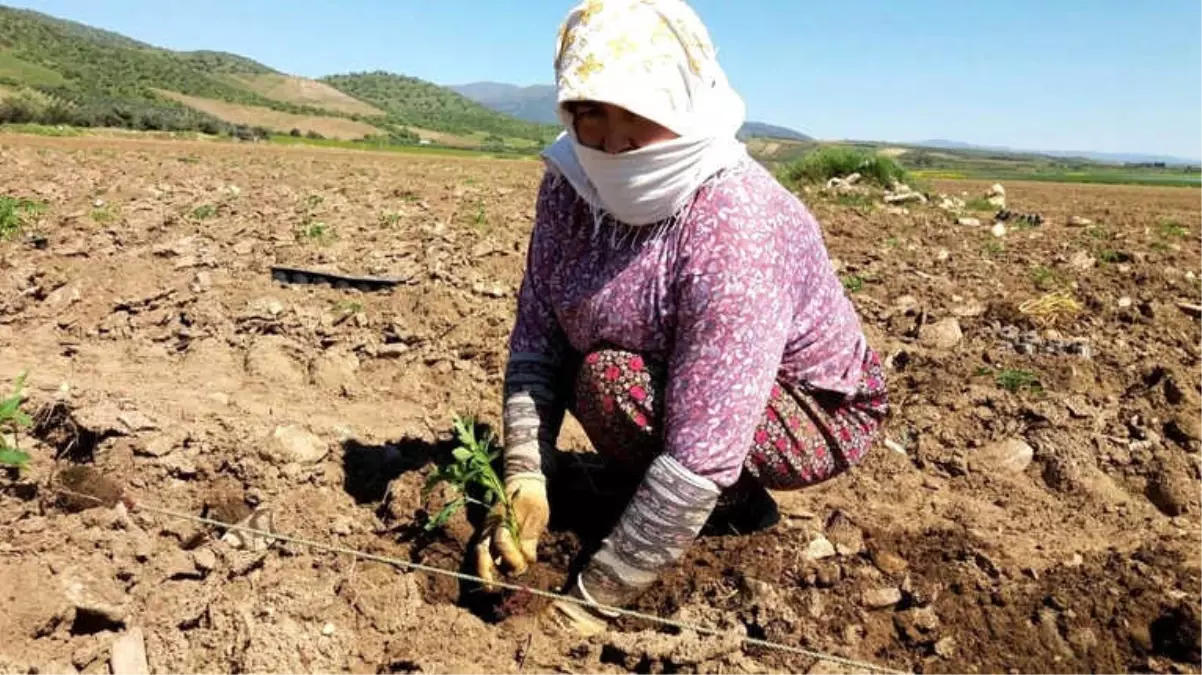 Yerli Domates Fideleri Toprakla Buluşmaya Başladı