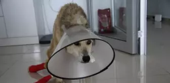 Muş'ta Yaralanan Köpekler Tekirdağ'da Tedavi Altına Alındı