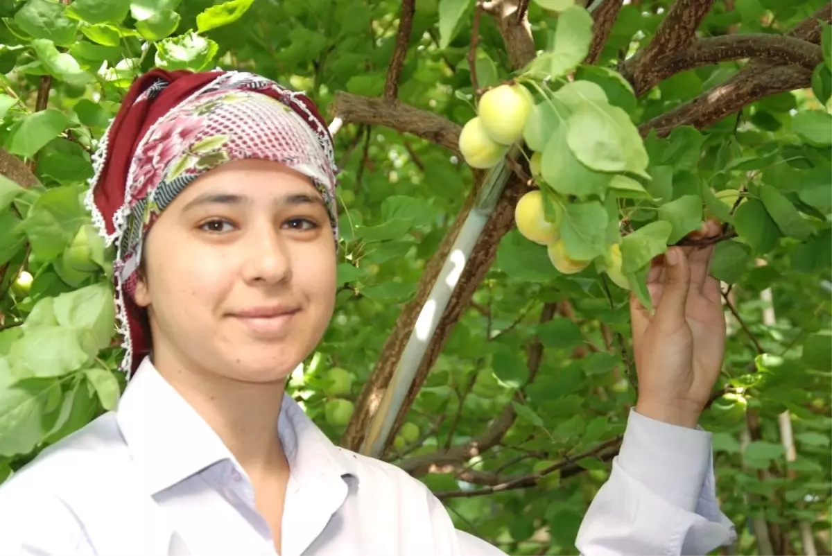 Silifke\'de Yılın İlk Örtü Altı Kayısı Hasadı Başladı