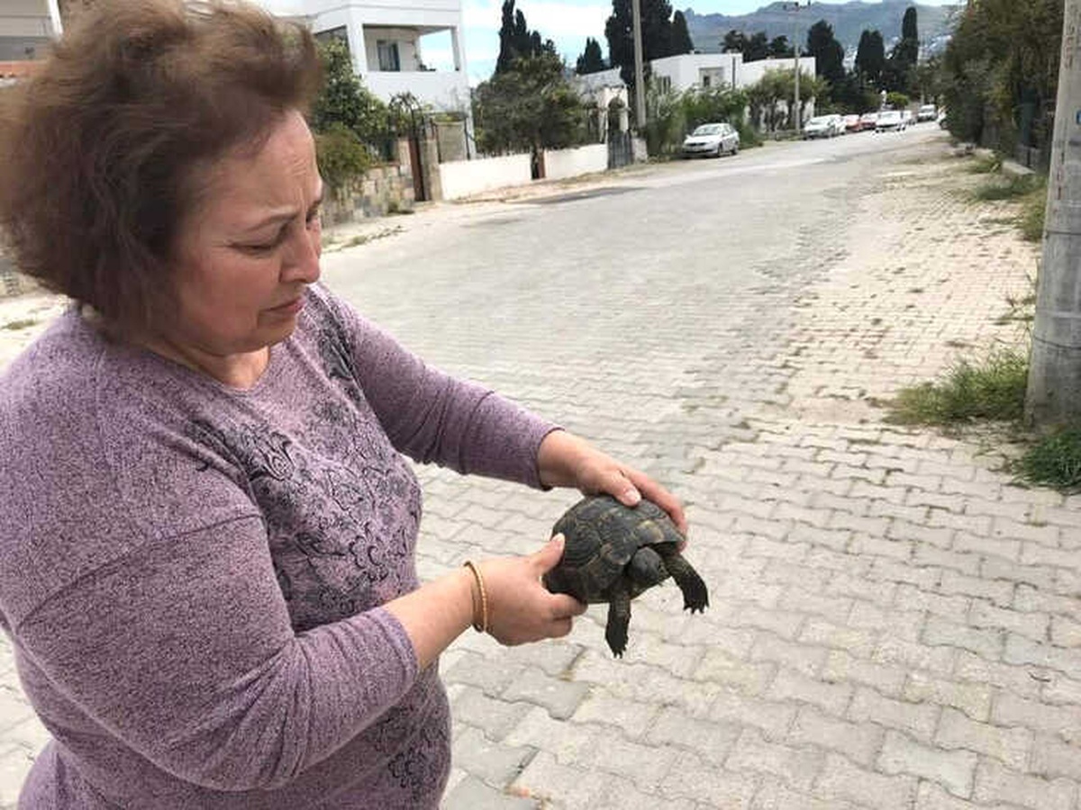 Yavru Kaplumbağayı Çöpe Atıp Ölüme Terk Ettiler