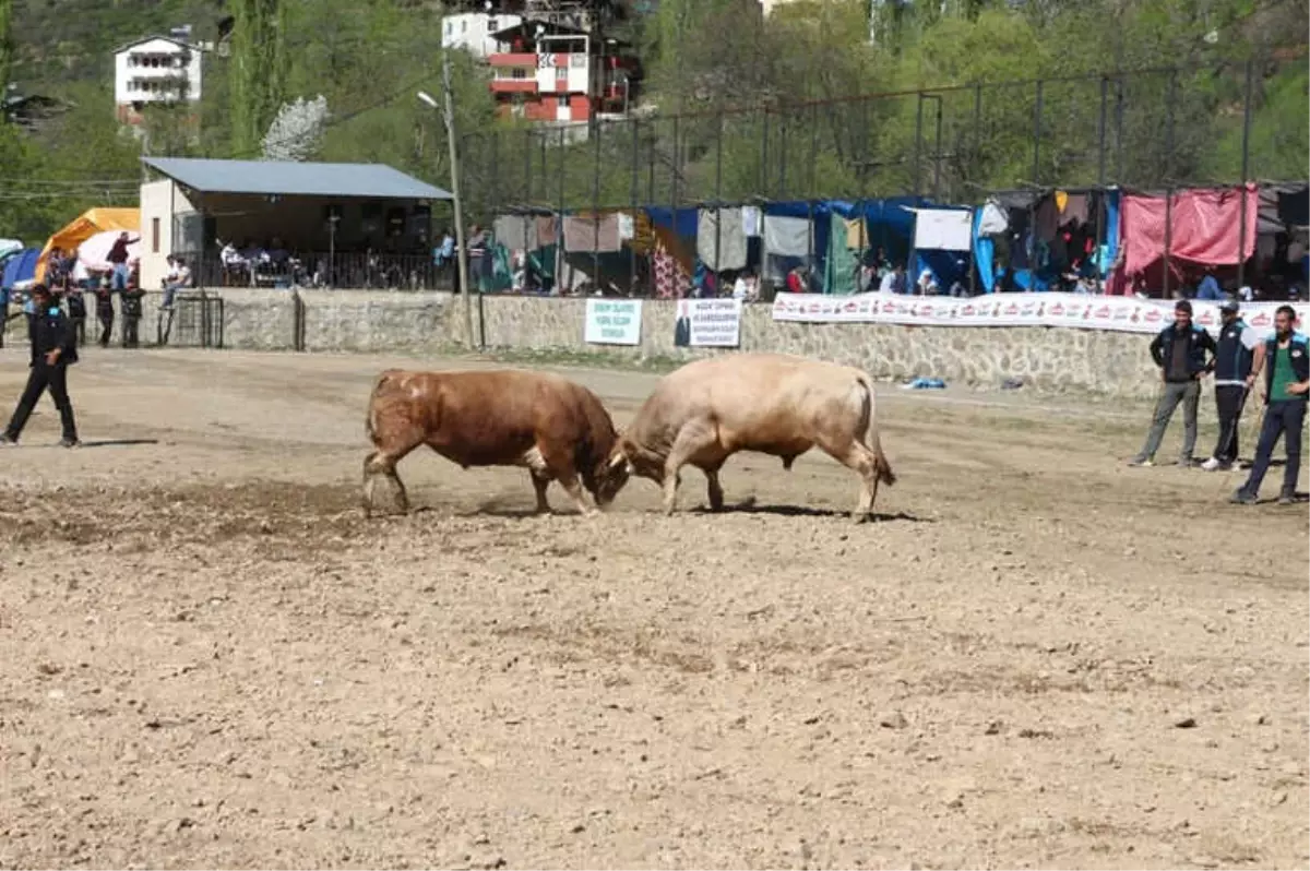 Artvin\'de Boğalar Sezonun İlk Yarışı İçin Arenaya Çıktı