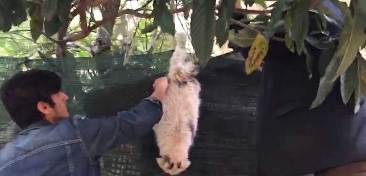 Ayağı Tele Takılan Kediyi Vatandaşlar Kurtardı