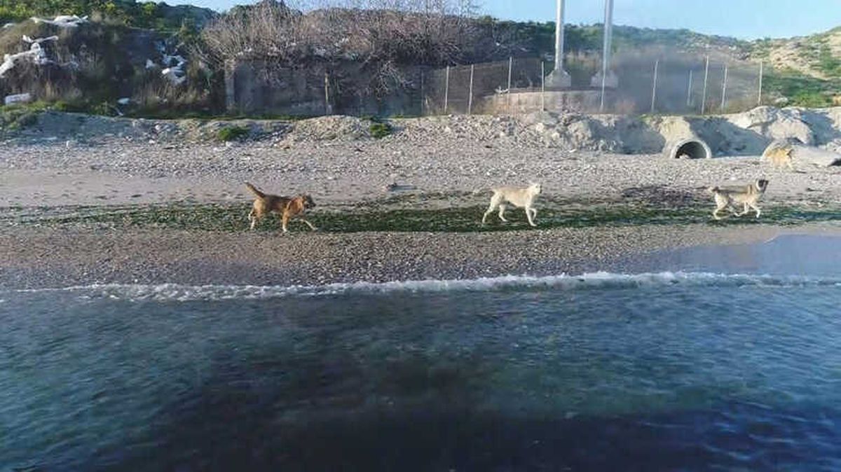 Köpeklerin Drone ile İmtihanı