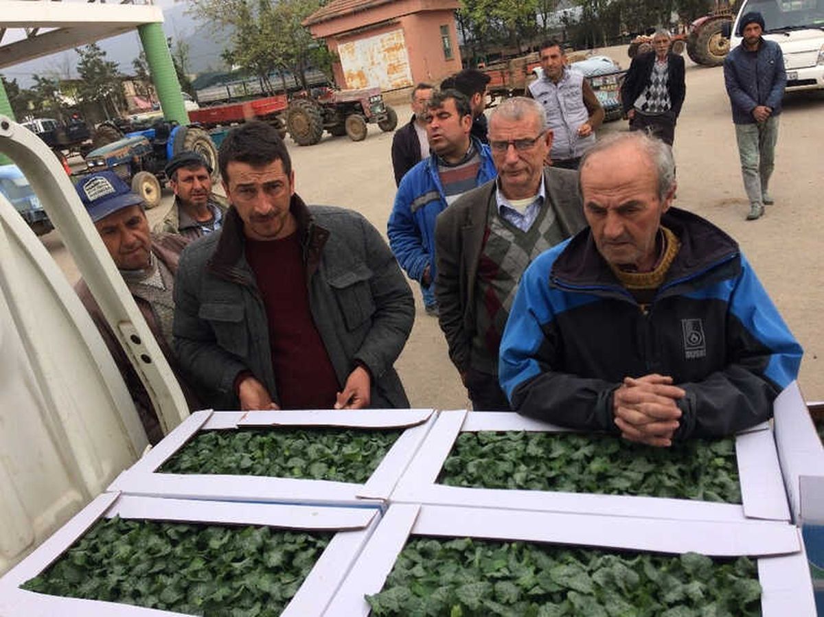 Bursa\'da Çiftçilere 150 Bin Kabak Fidesi Dağıtıldı