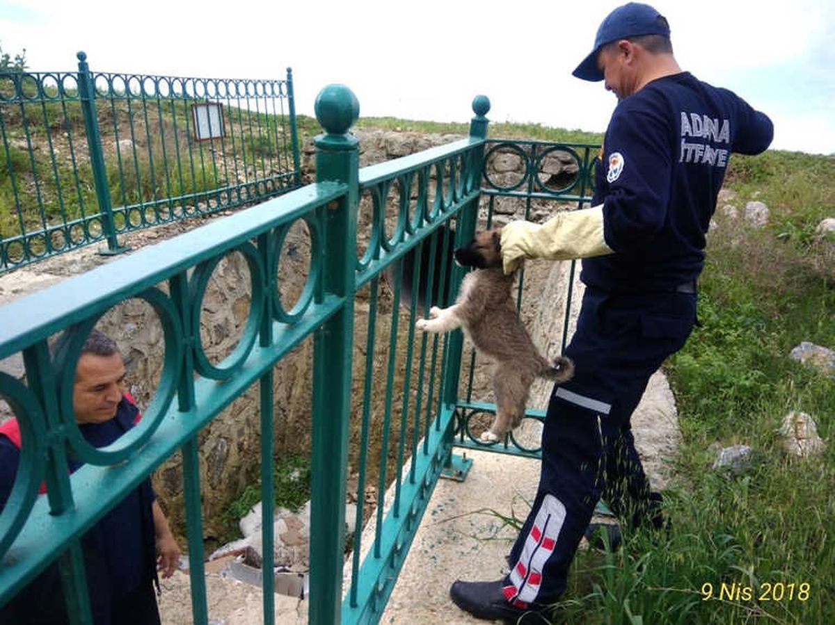 Dereye Düşen Yavru Köpek Kurtarıldı