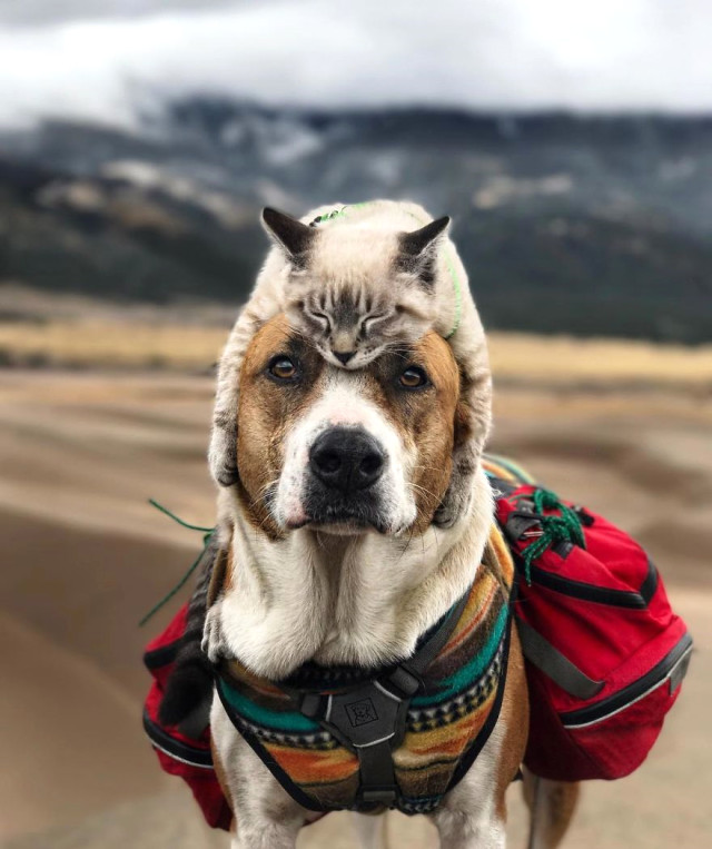 Doğasever Kedi ile Köpeğin Alışılmadık Yol Arkadaşlığı Son Dakika Dünya