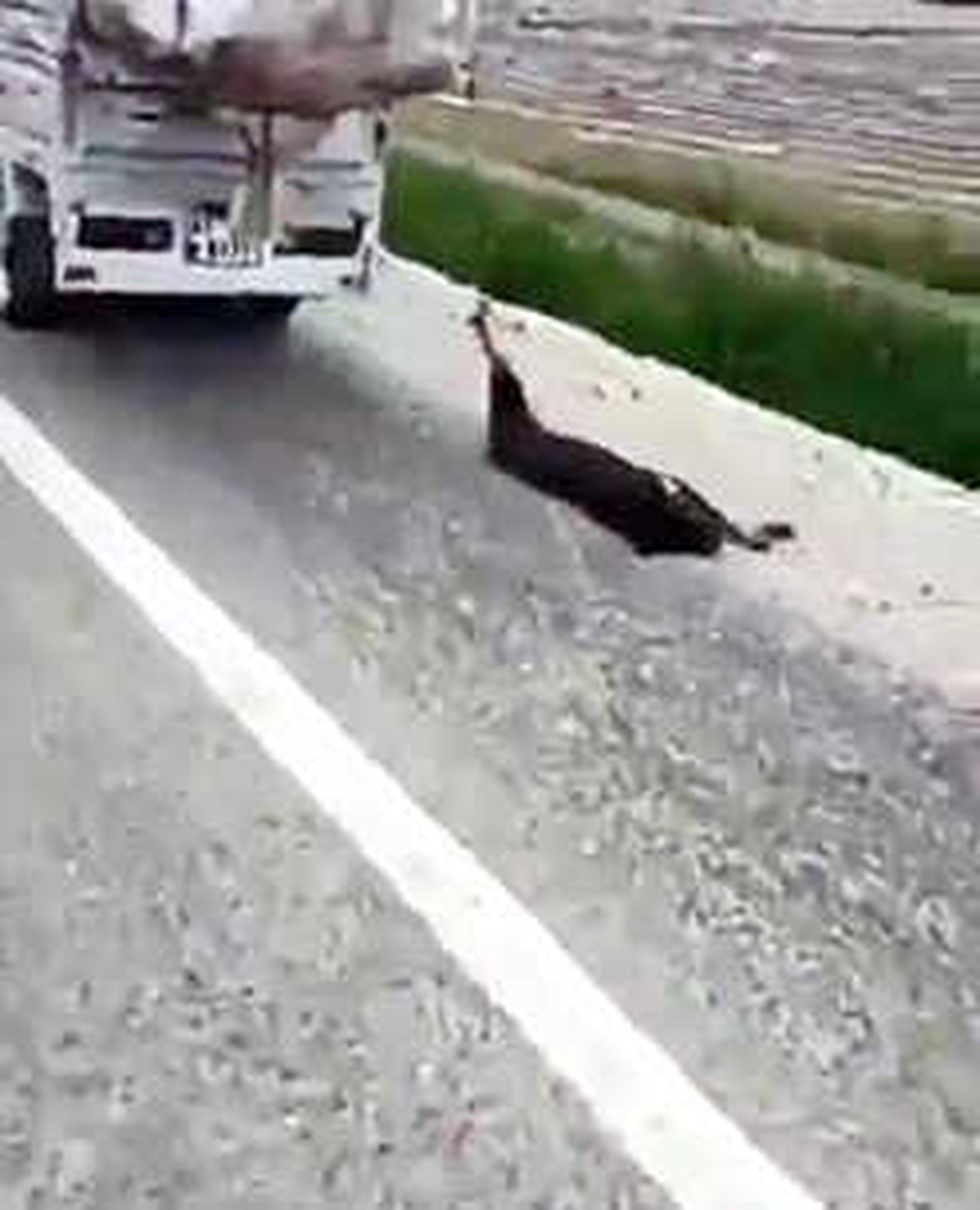 Kasalı Motosiklete Bağladığı Köpeği Sürükledi