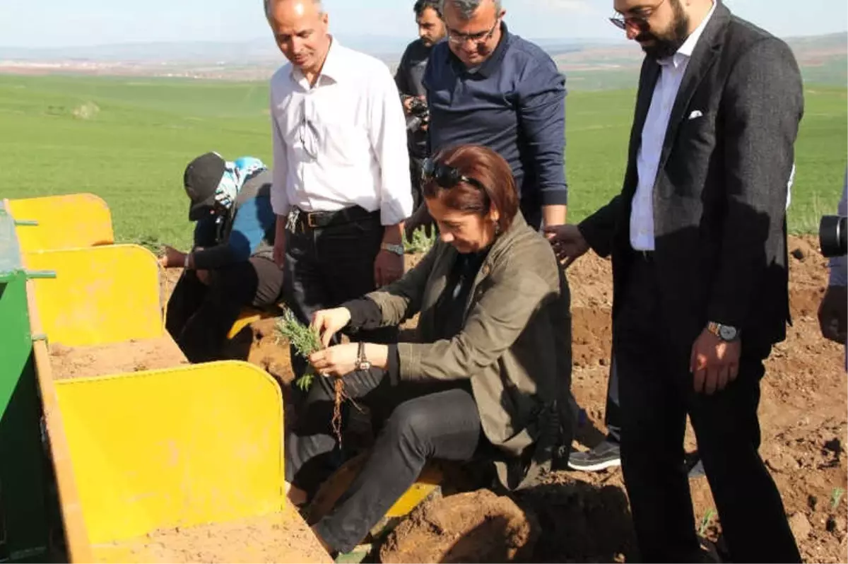 Çorum\'un Tarım ve Tarih Turizmine "Lavanta" Desteği