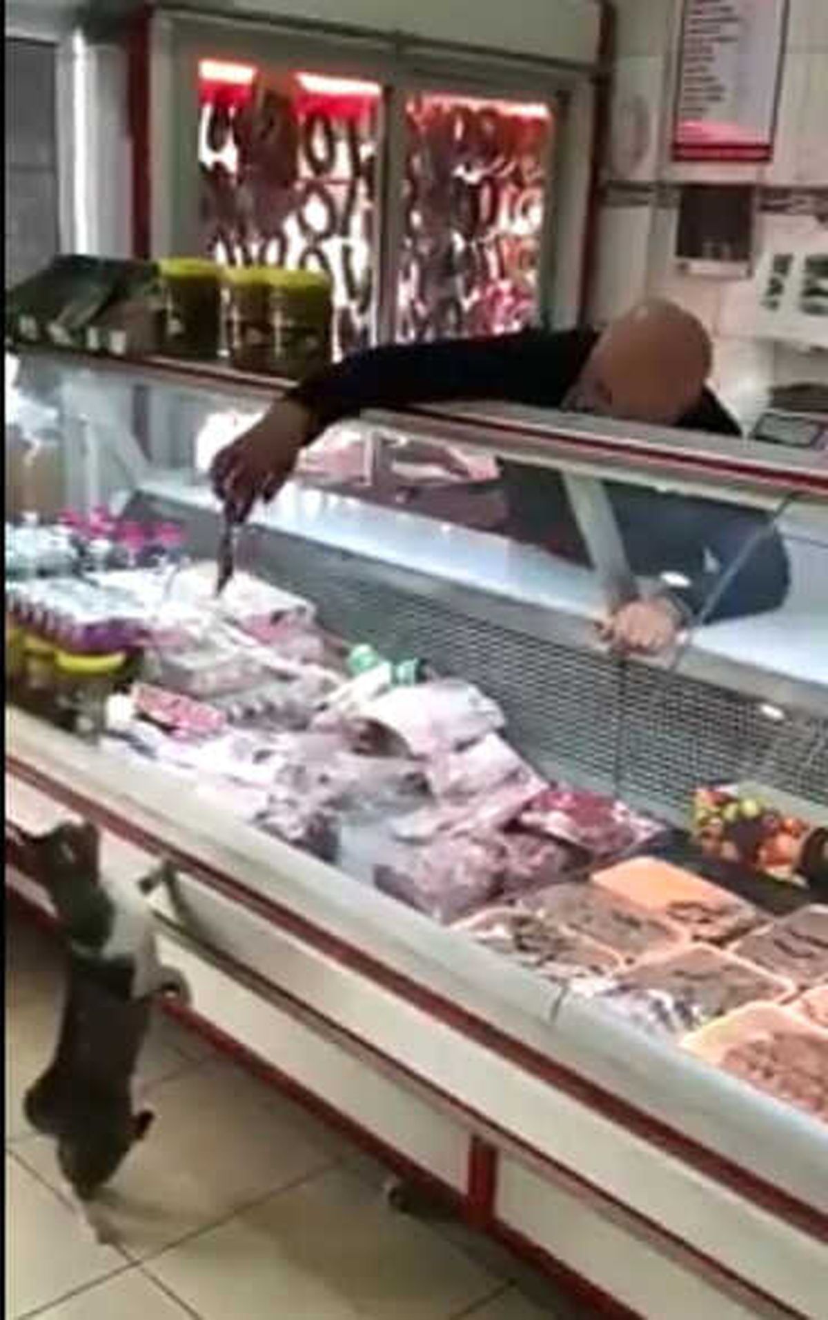 Kasap ile Kedinin İlginç Diyaloğu Rekora Koşuyor