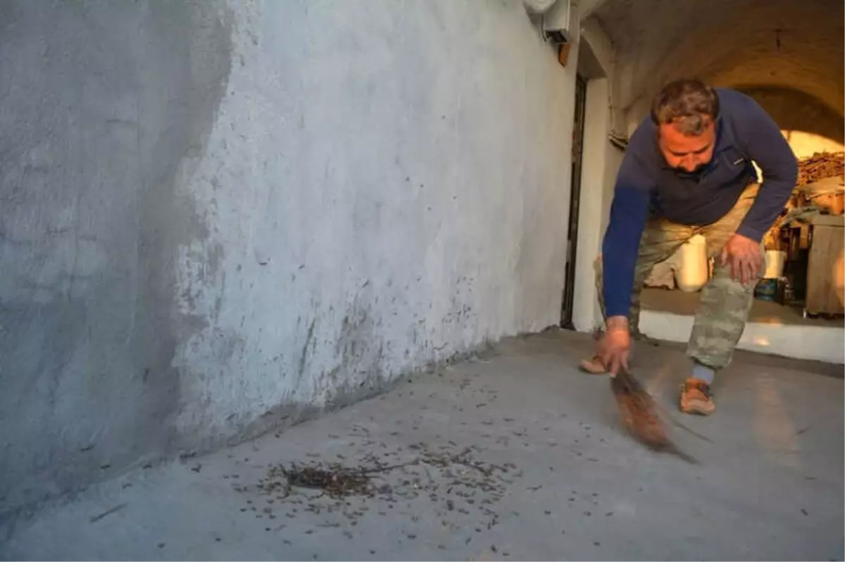 Kırkayakların İstilasına Uğrayan Köyün Çilesi Bitmiyor