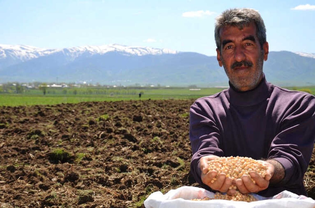 Muş\'ta Nohut Ekimine Başlandı