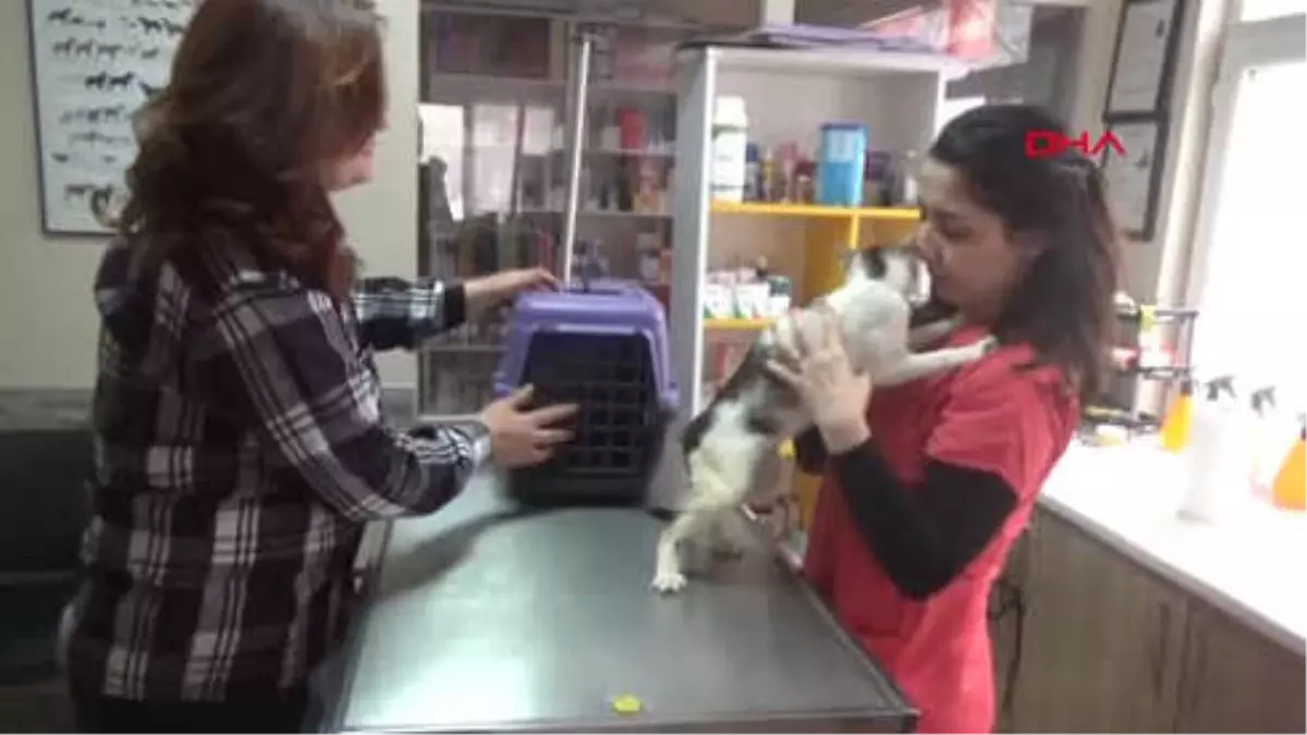 Zonguldak-3 Veteriner, 3,5 Saatlik Operasyonla \'Boncuk\'u Sağlığına Kavuşturdu