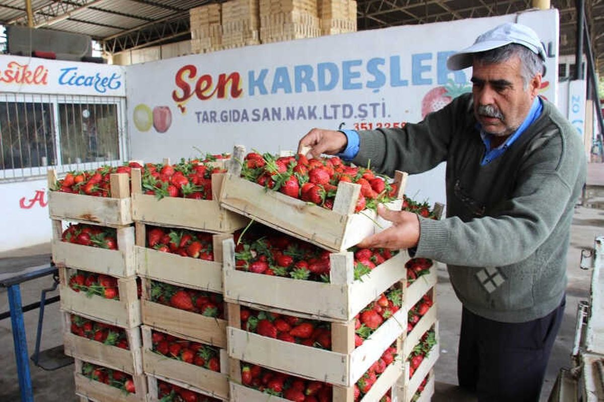 Aydın\'da Yaz Çileği Hasadı Başladı