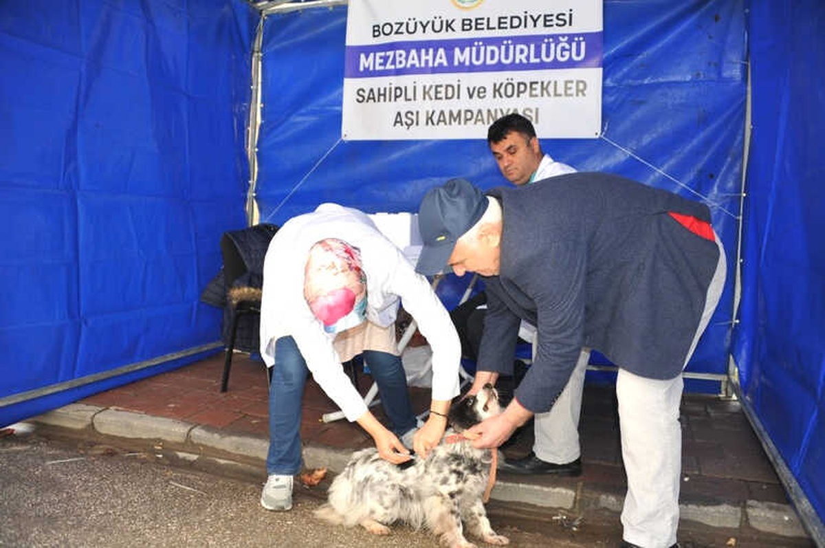 Bozüyük\'te Köpeklere Ücretsiz Kuduz Aşısı Kampanyası