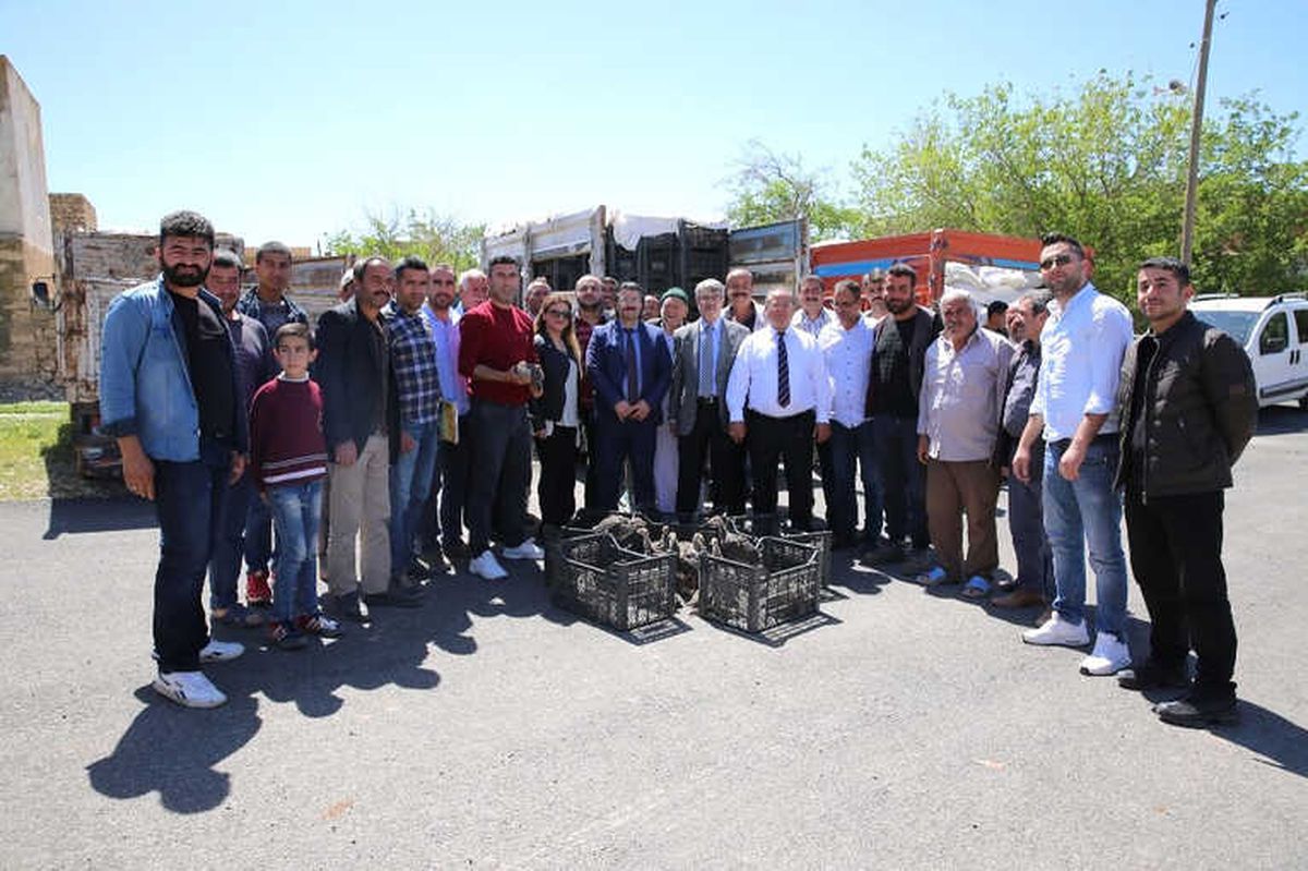 Mardin\'de Çiftçilere Hindi Dağıtıldı