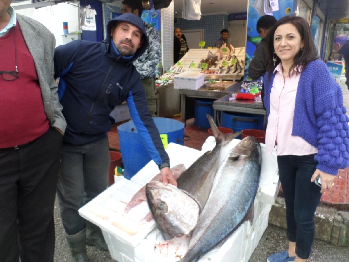 Mudanya\'da Balıkçıların Ağına 1 Metrelik "Akya" Takıldı