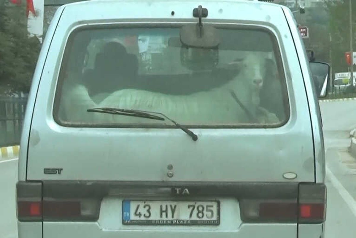Keçilerin Minibüsle Yolculuğu