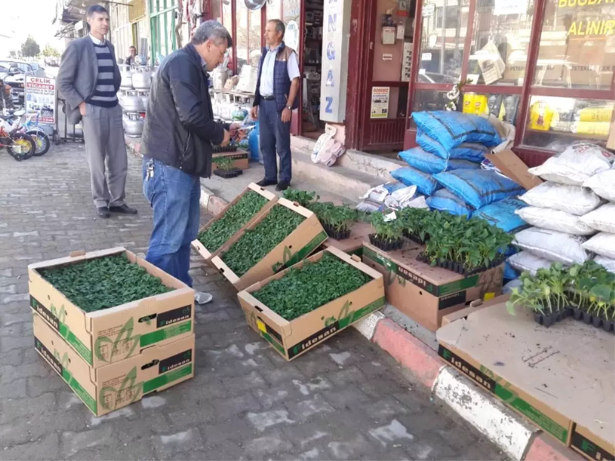 Sezonun İlk Fideleri Dikiliyor