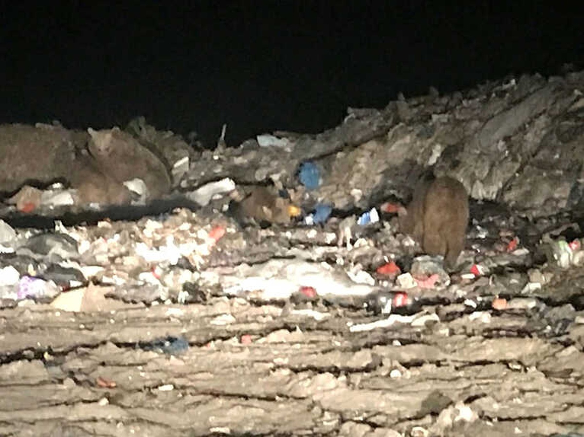 Ayıları Görmek İçin Canlarını Tehlikeye Atıyorlar