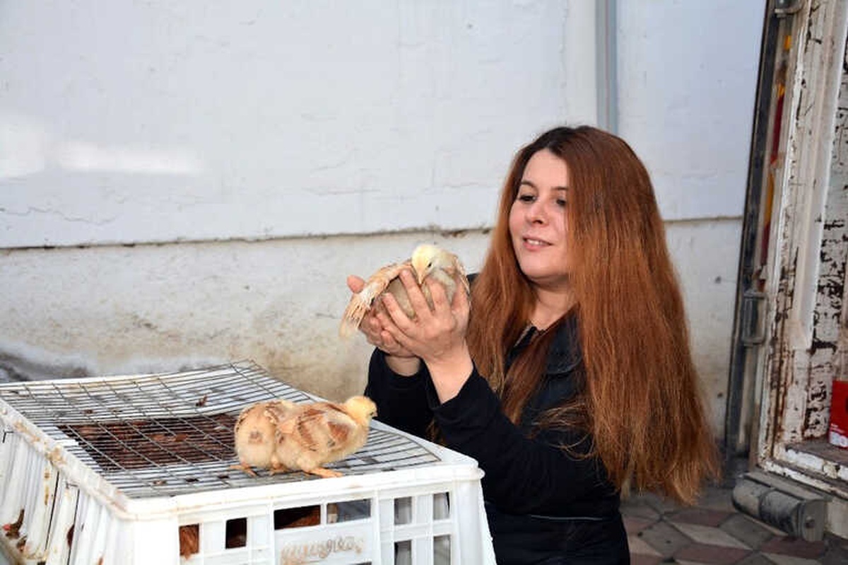 Kabadüz Ziraat Odası Çiftçilere Tavuk Dağıttı