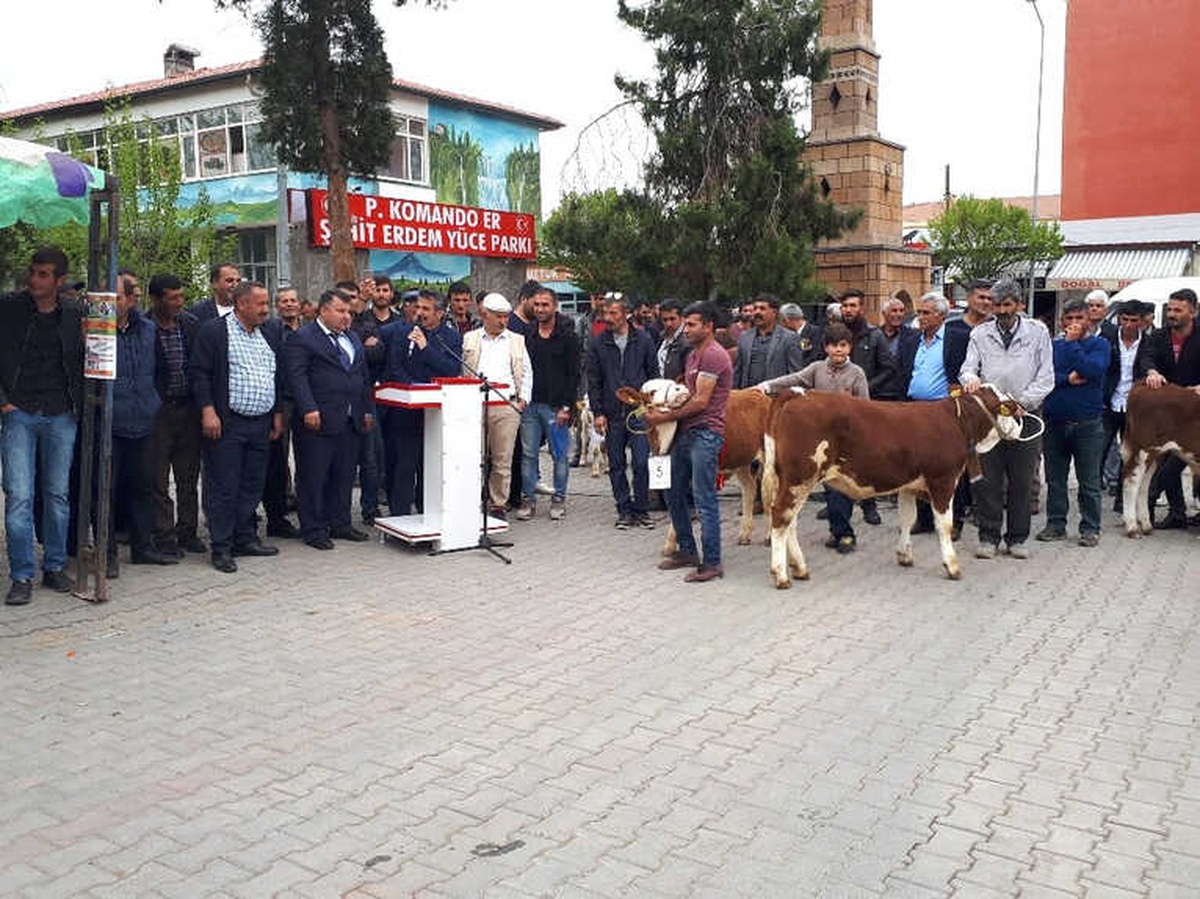 Tuzluca\'da Buzağı, Kuzu ve Oğlak Güzellik Yarışması Düzenlendi
