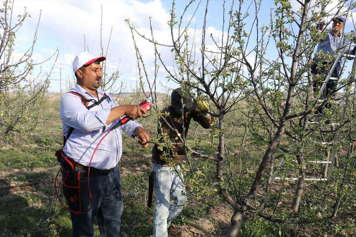 Ahi Evran Üniversitesinin Tekvando Başarısı