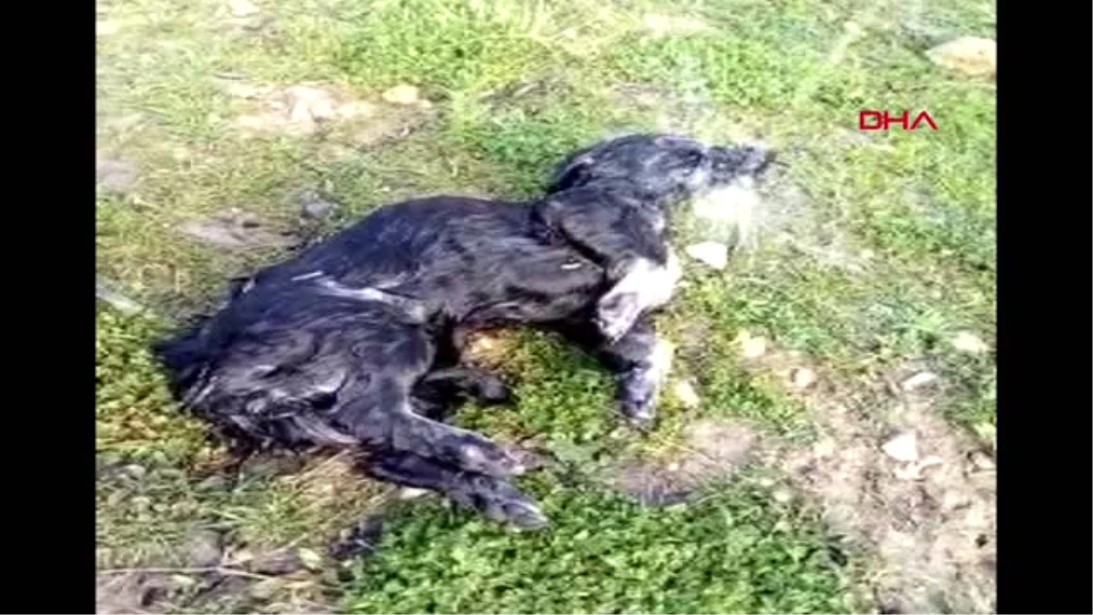 Amasya-Zehirlendiği İddia Edilen Köpek Kurtarılamayarak Öldü