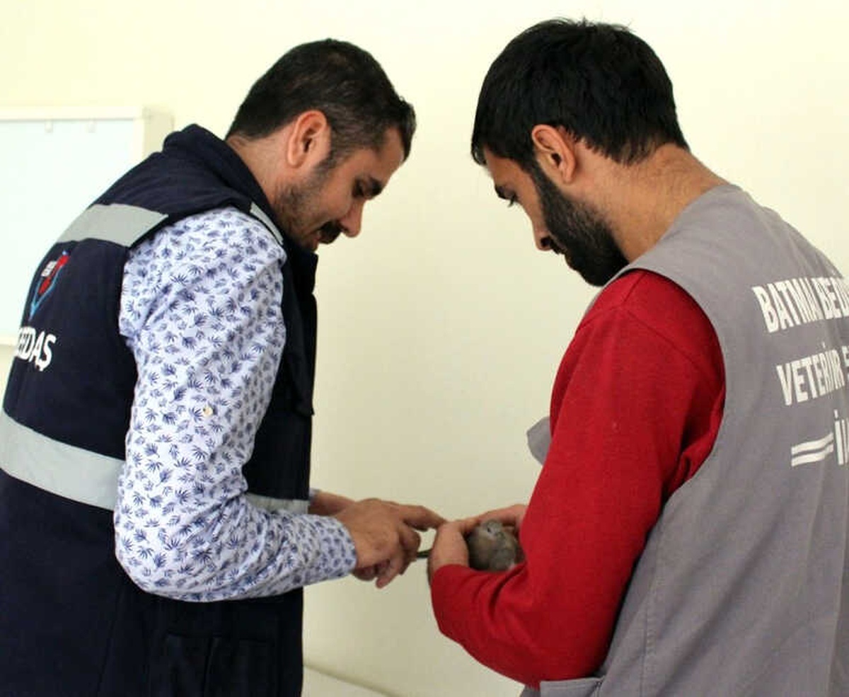 Kanadı Kırılan Kumruya Dicle Elektrik Çalışanları Sahip Çıktı