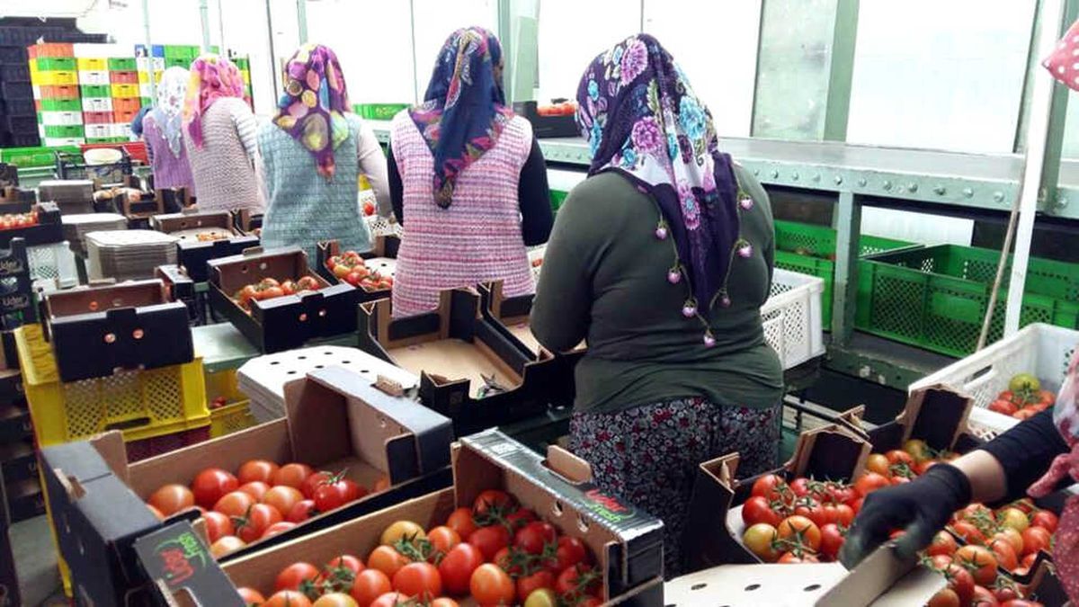 Manisa\'dan Rusya\'ya Domates İhracatı Başladı