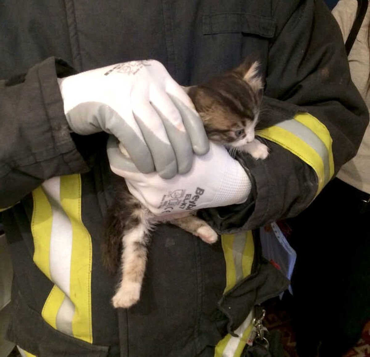 Minik Kedi İçin Seferber Oldular