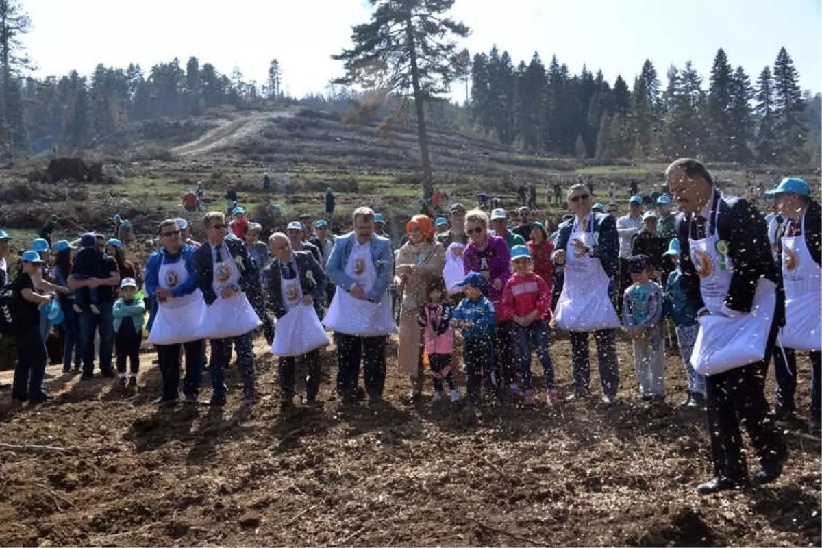 Orman Yangınının Yaraları Sarılıyor