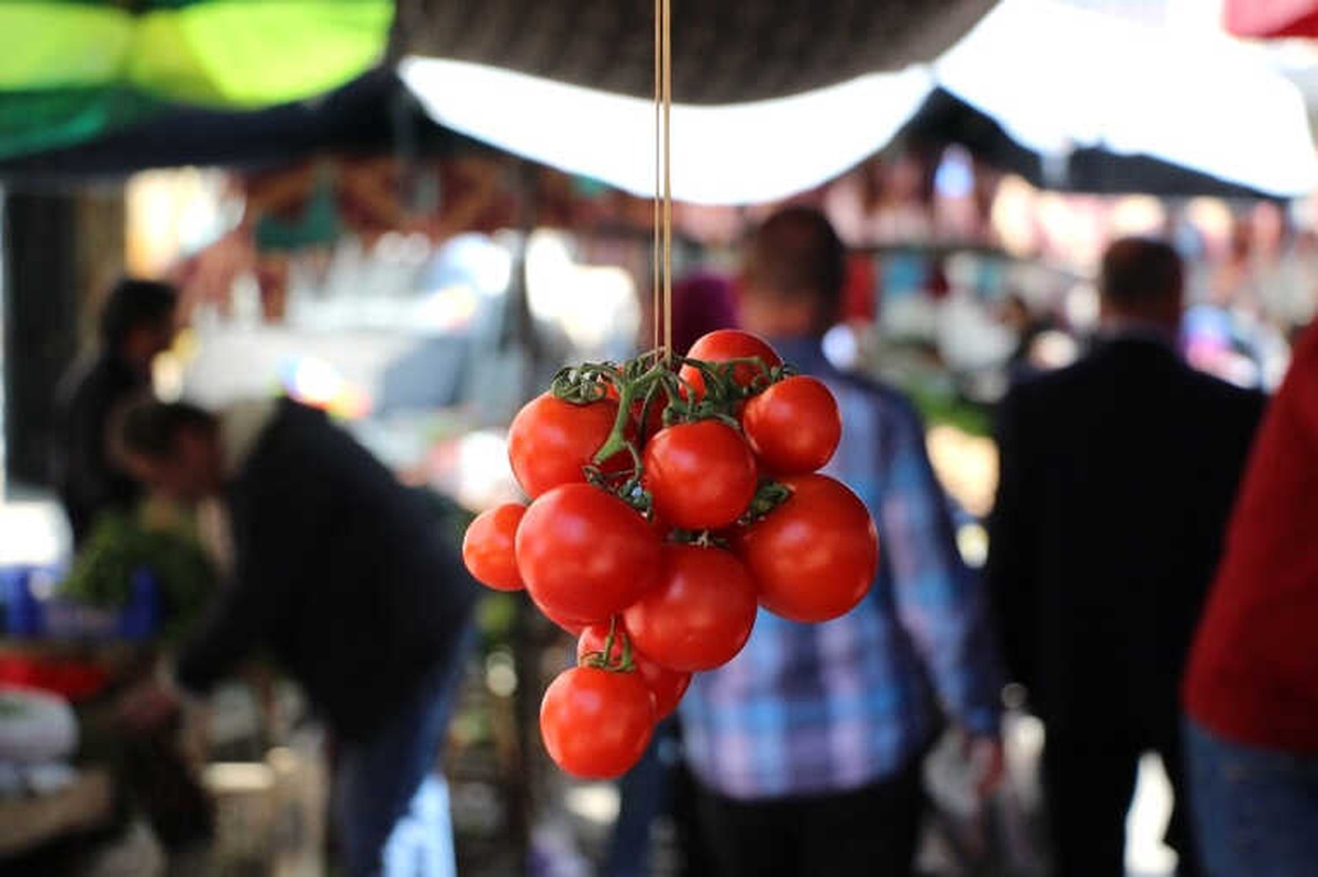 Pazarcının Gözü Çarşamba ve Bafra Ovalarında