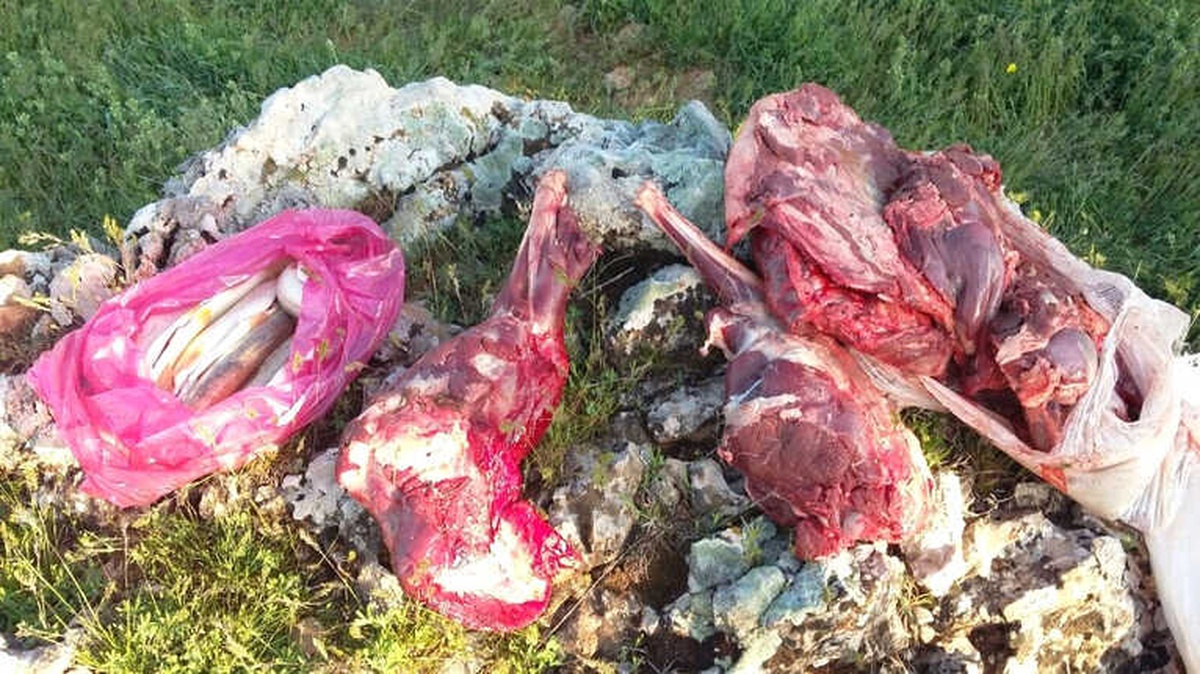 Yaban Keçisi Avlayanlar Yakalandı