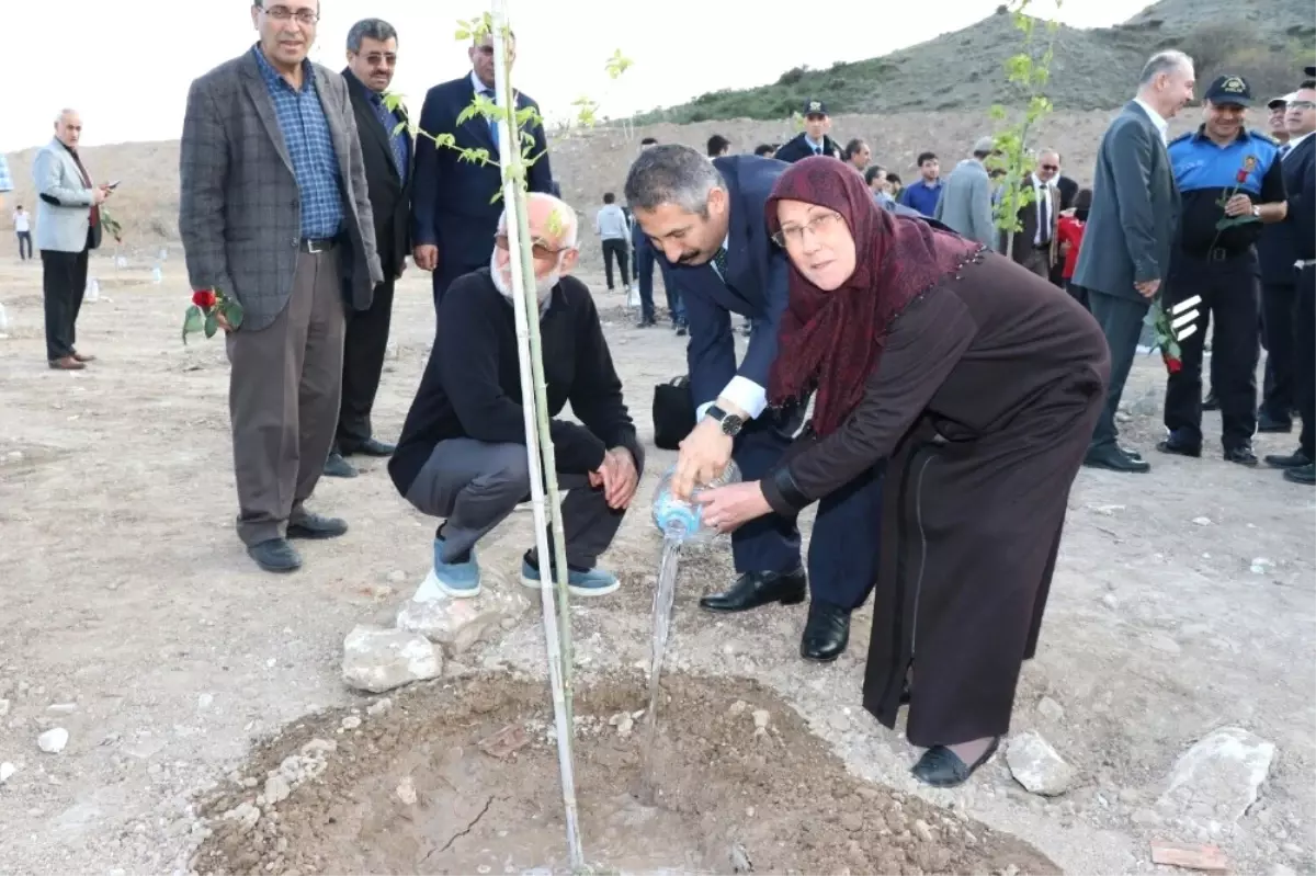 Zeytin Dalı Harekatı Şehitleri İçin \'Akçaağaç\' Dikildi