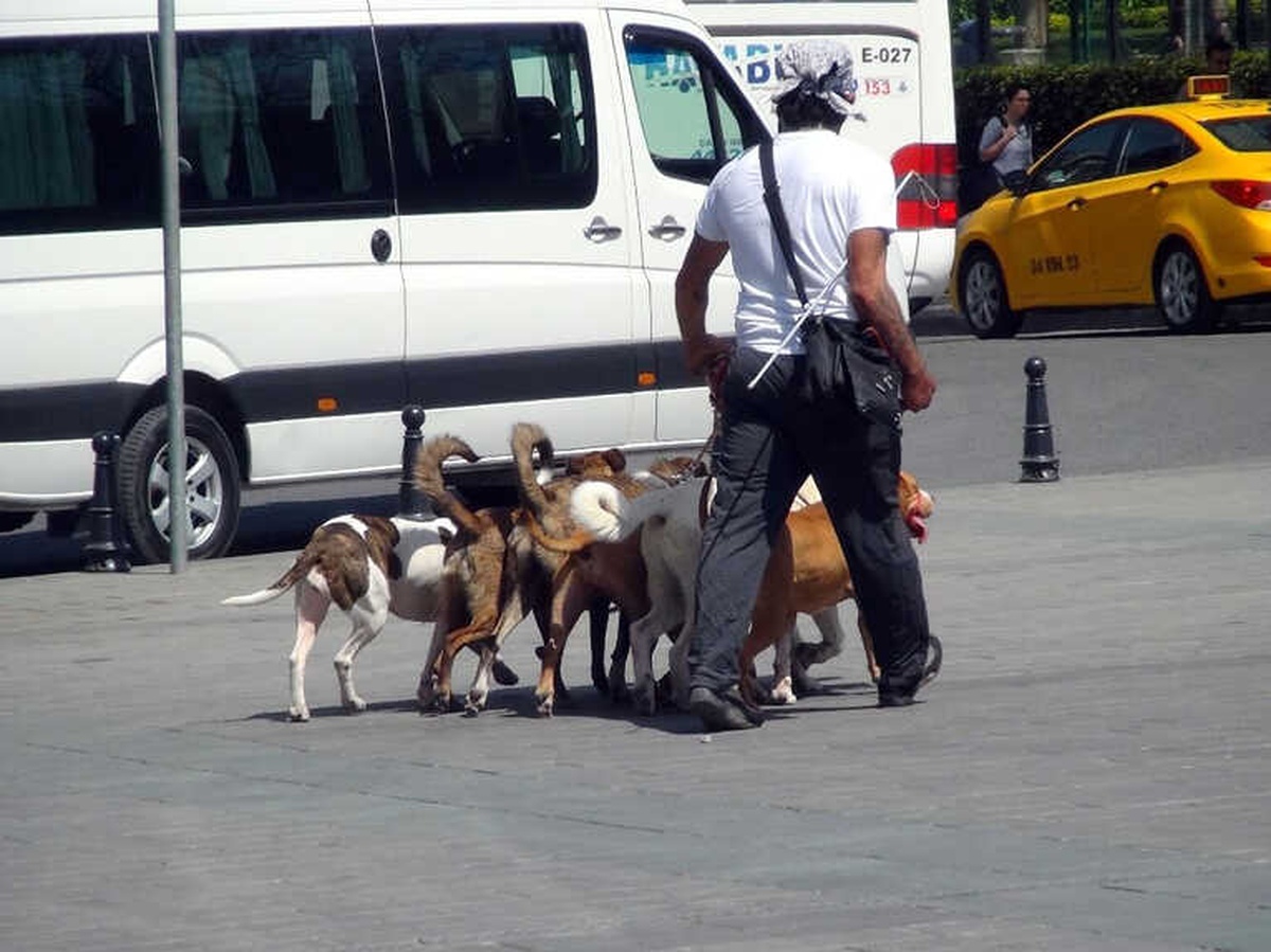 Taksim\'de Tedbir Almadan Köpekleri Birbirine Bağlayan Vatandaş Pes Dedirtti