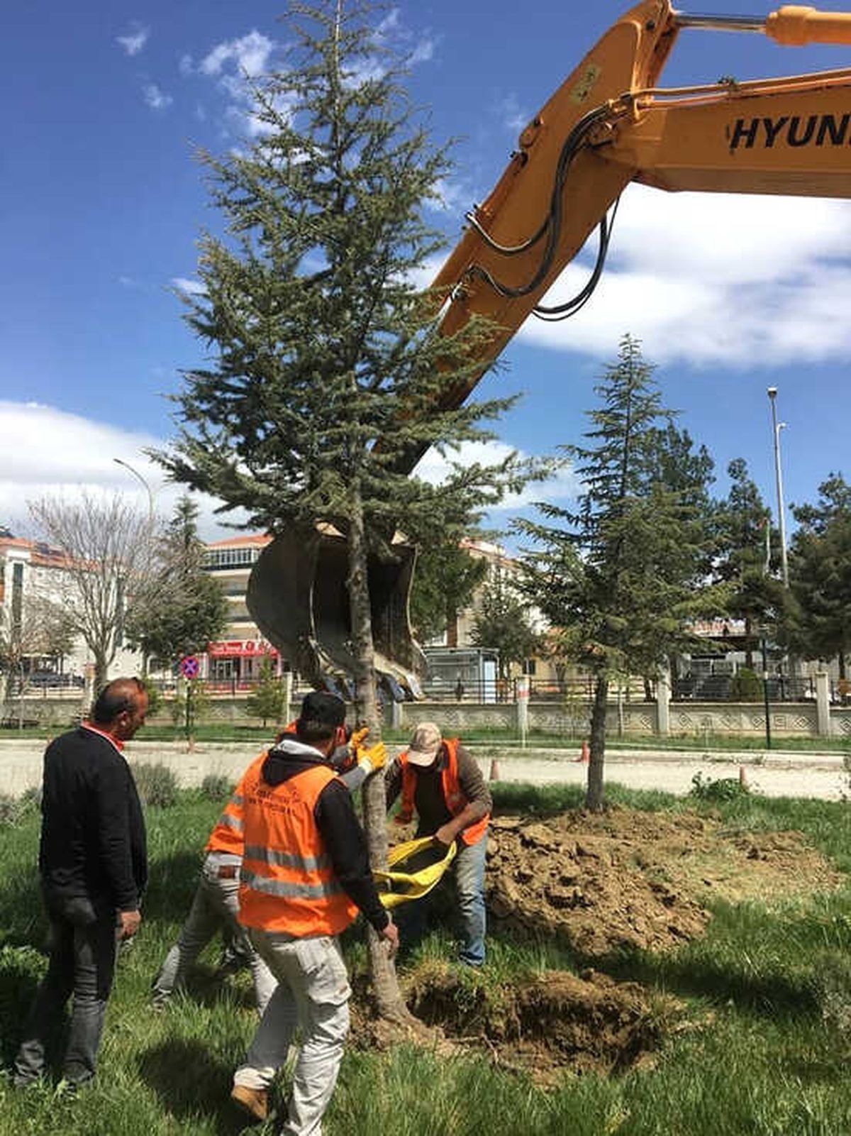 Refüjdeki Ağaçlar Hastane Bahçesine Naklediliyor