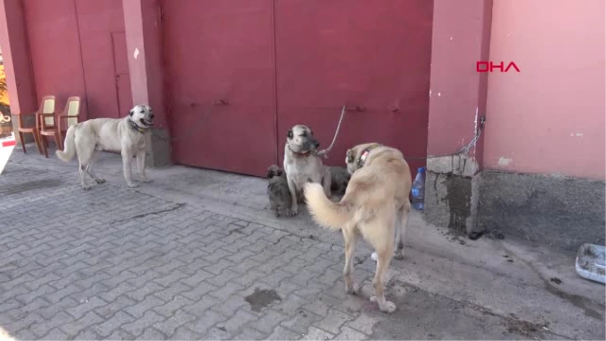 Sivas\'ta Kangal Köpekleri Şampiyon Olmak İçin Yarıştı-Hd
