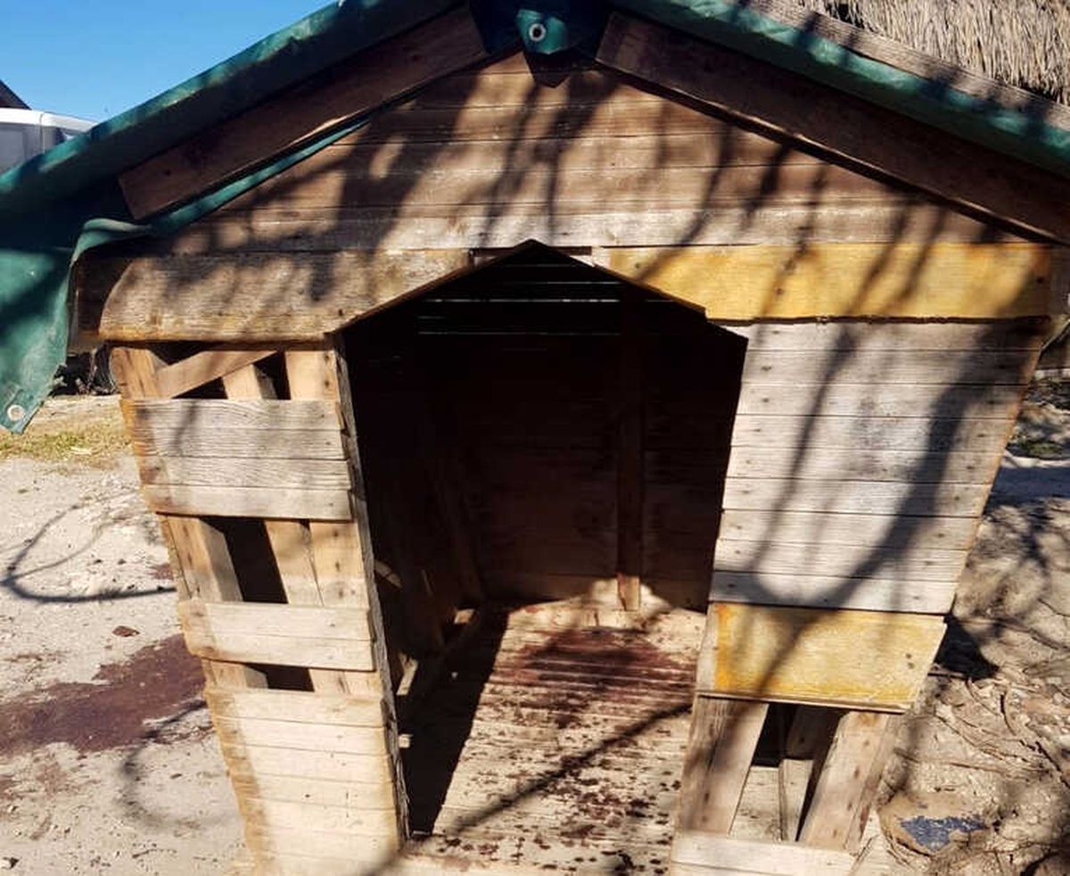 Çeşme\'de, 3 Köpeği Öldürüp Birini de Yaraladılar