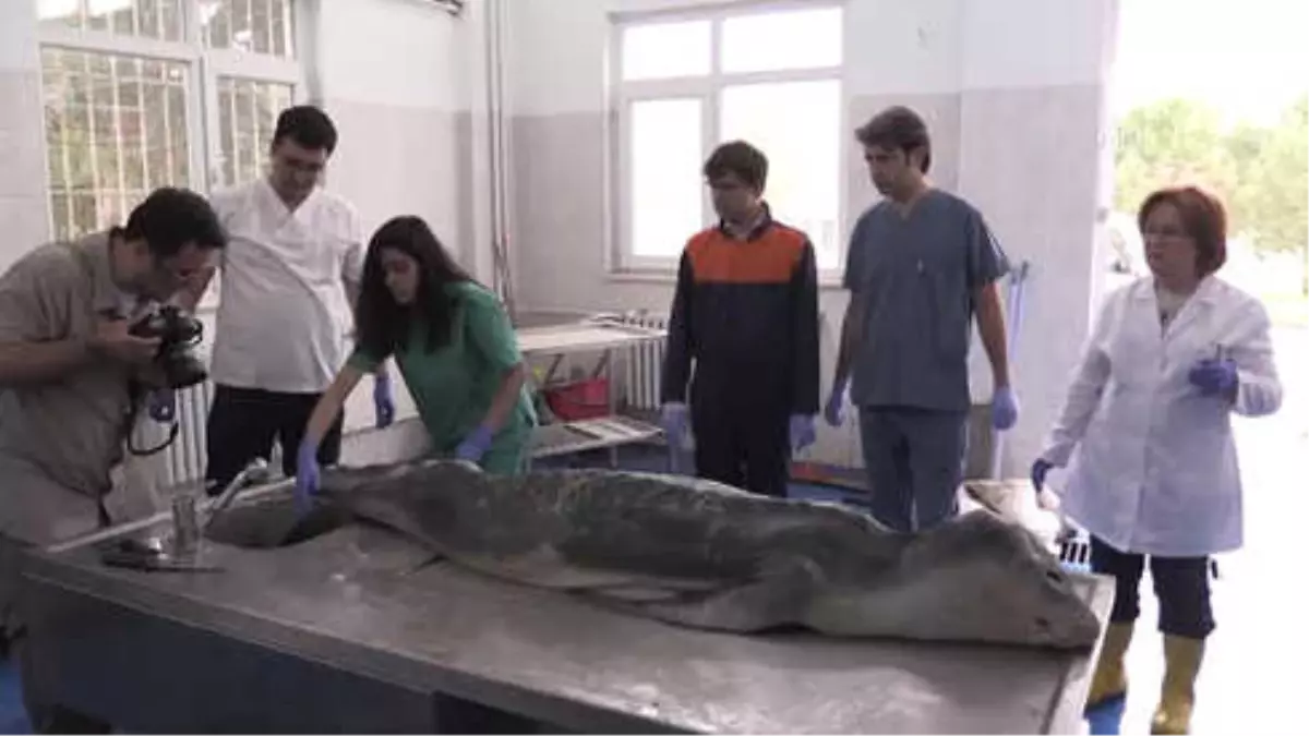 İzmir\'de Ölü Akdeniz Foku Bulundu