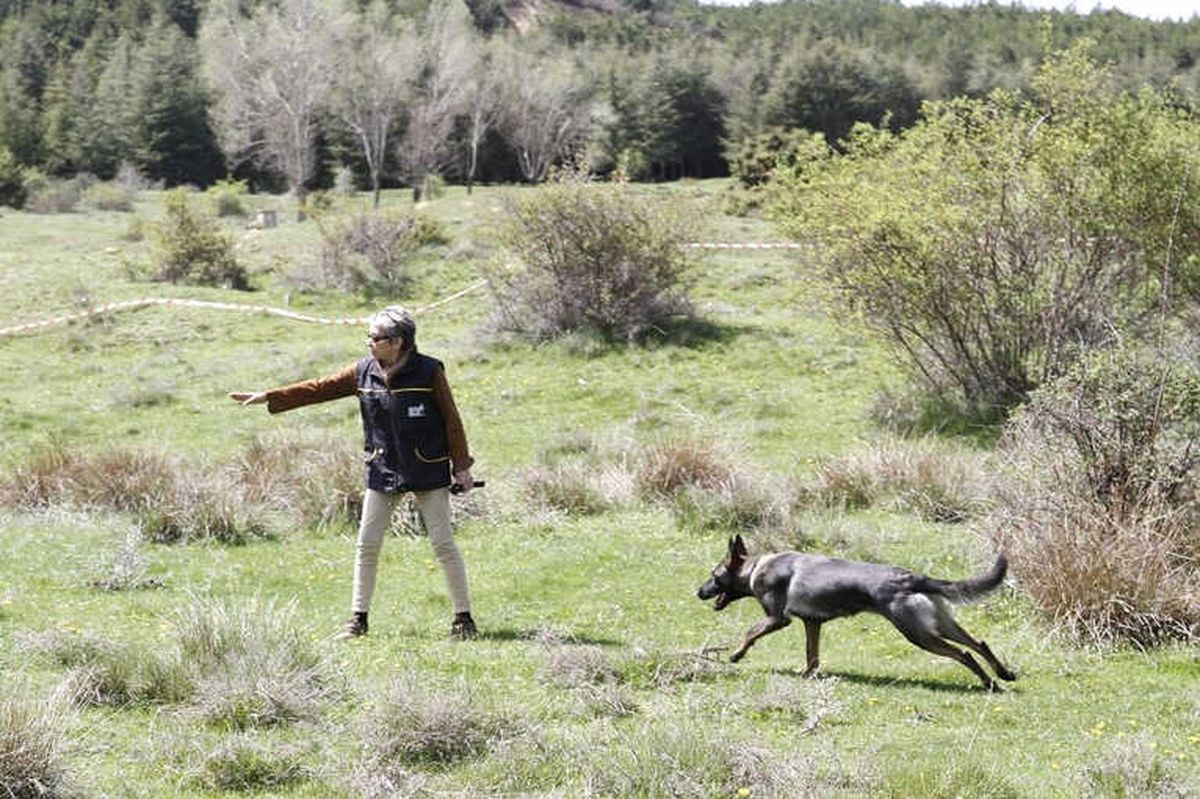 Köpekli Arama Timleri Afyonkarahisar\'da Yarıştı