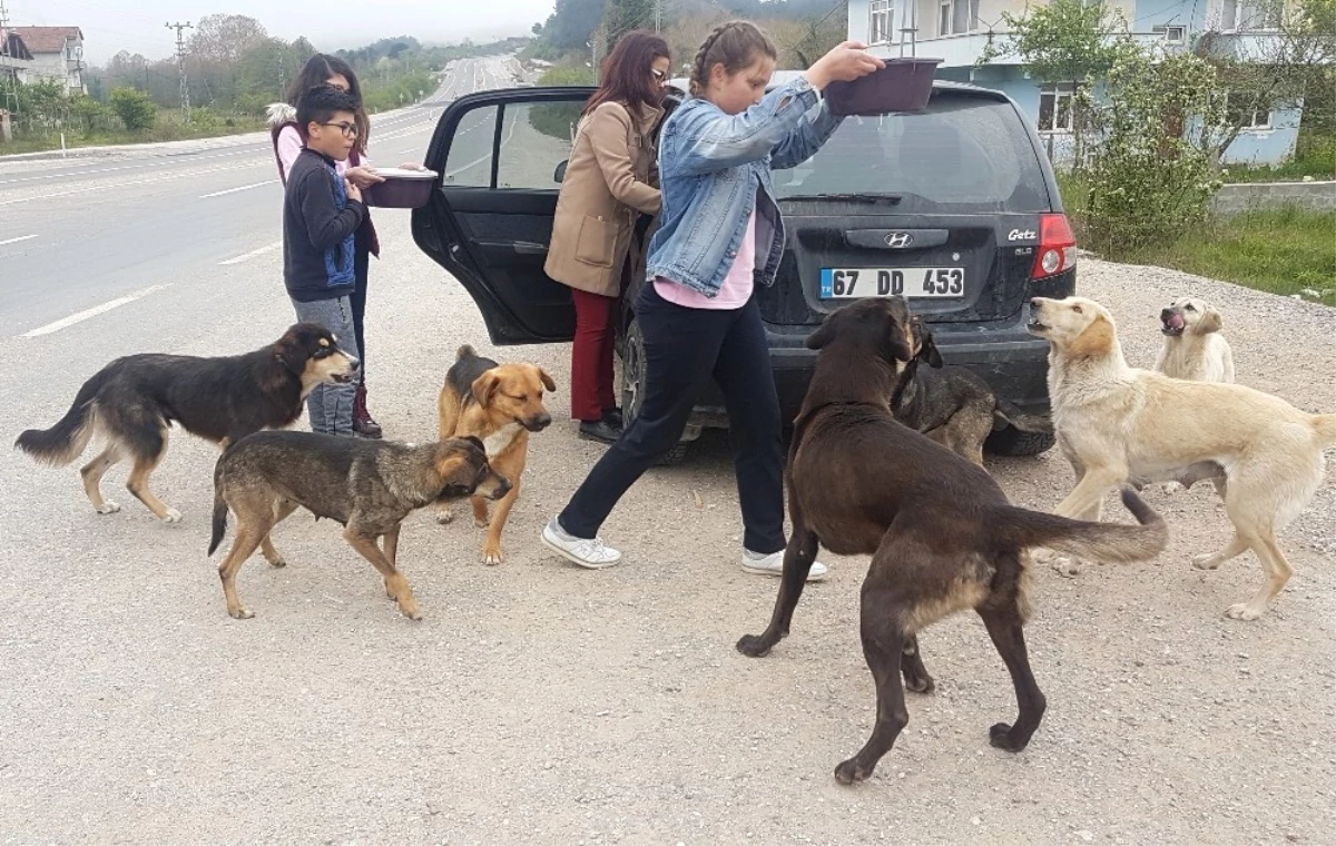 Öğrencileri ile Sokak Köpeklerine Sahip Çıktı