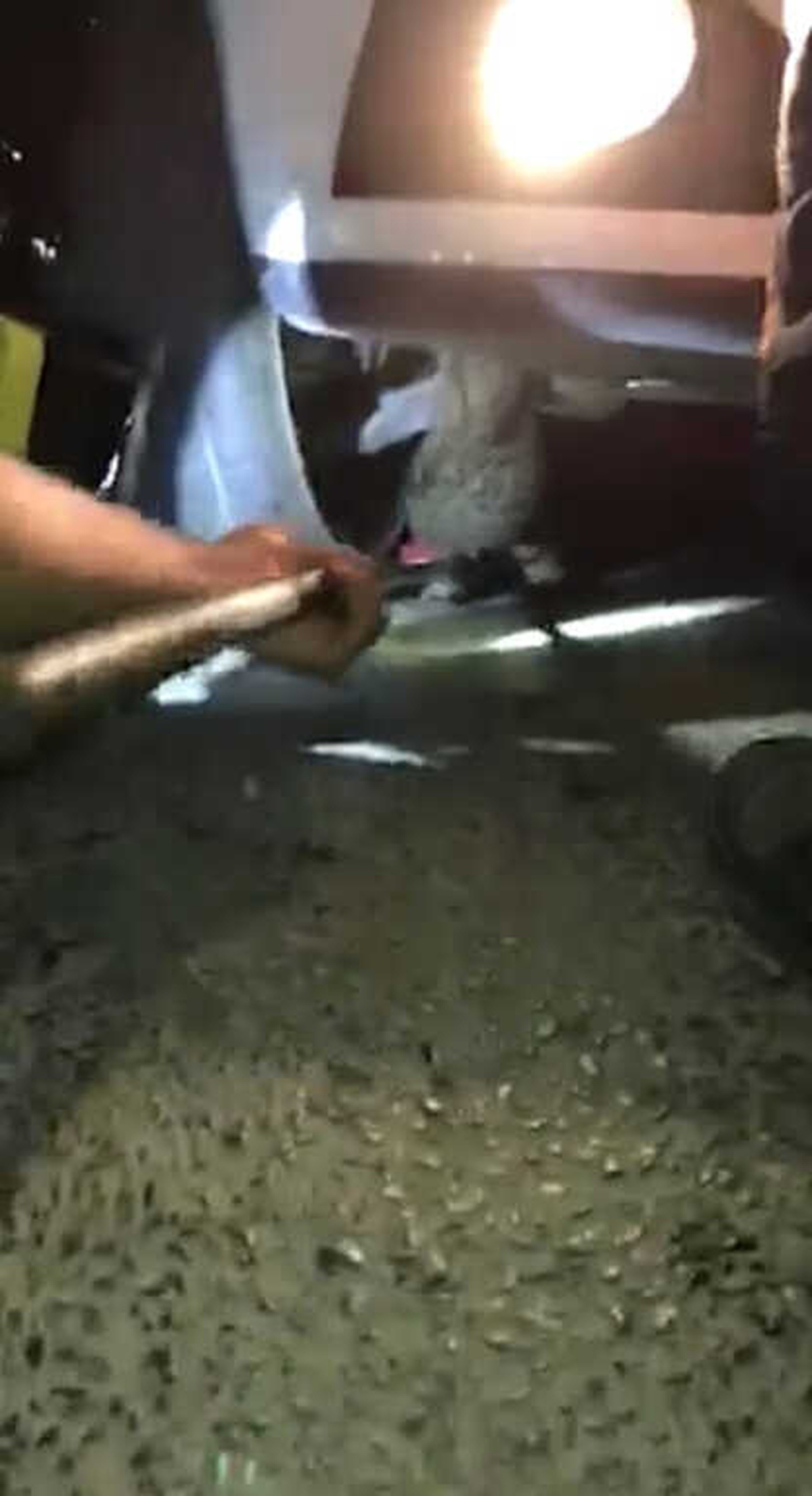 Seyir Halindeki Otomobilin Alt Kısmına Sıkışan Kediyi İtfaiye Kurtardı