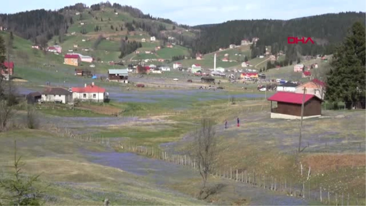 Trabzon-2 Haftada 35 Bin Kişi Gezdi, \'Mor Yayla\'da Ezilen Çiçekler Erken Kayboldu