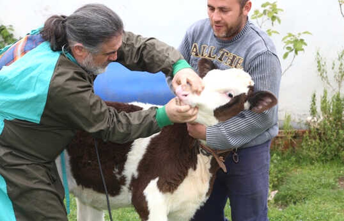 Veterinerler Buzağılar İçin Seferber Oldu