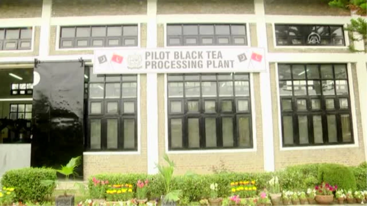 Çaykur Pakistan\'da Çay Fabrikası Açtı