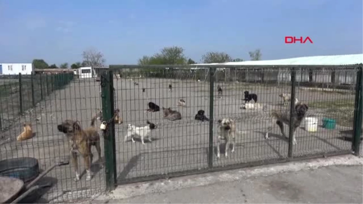 Edirne-Hayvanseverlerden Barınaktaki Köpeklerin Durumuna Tepki