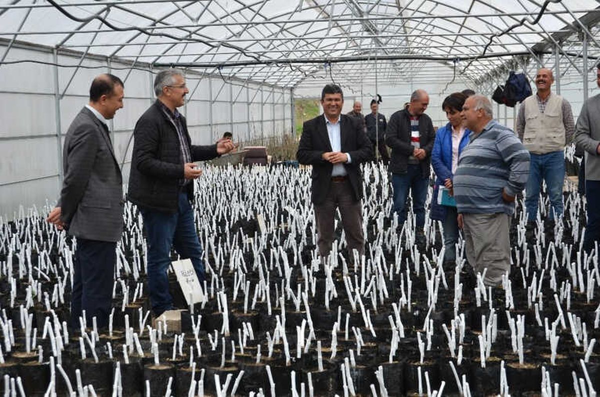Mersin\'de 16 Milyon 750 Bin Fidan Üretildi