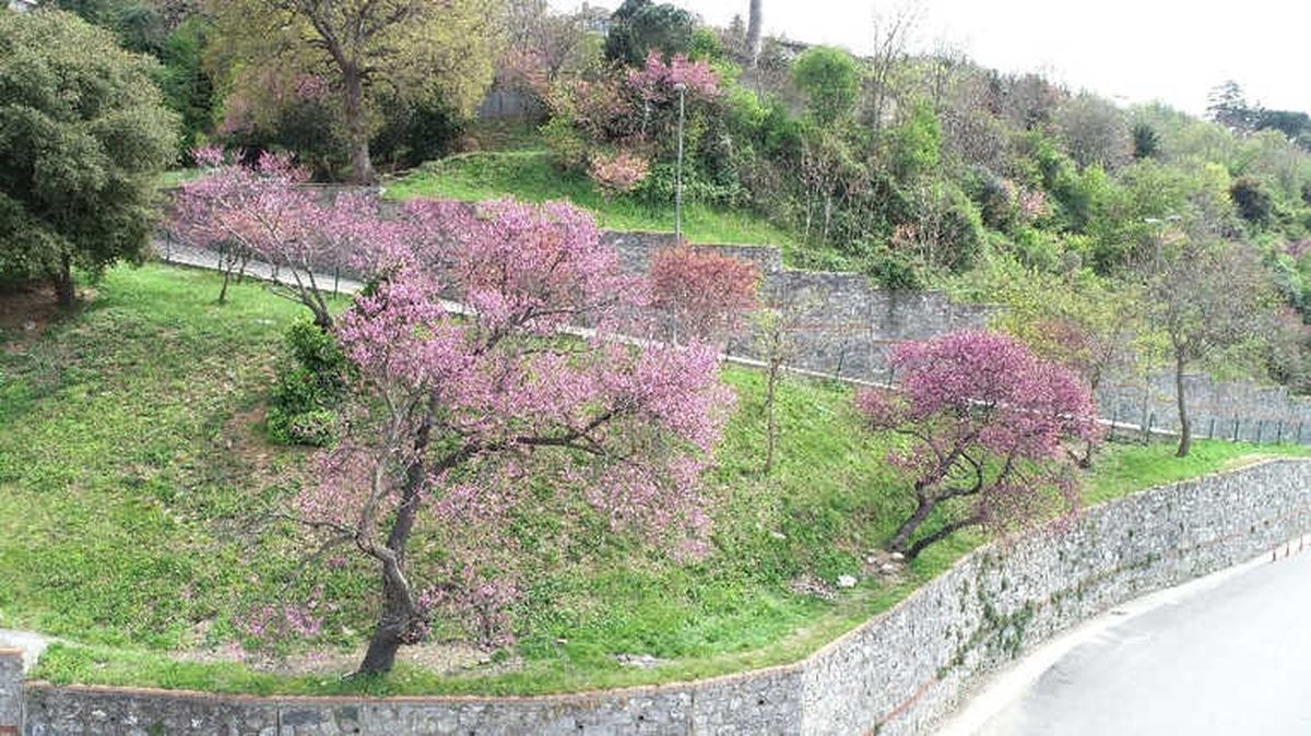 İstanbul\'da Baharın Müjdecisi Erguvanlar Havadan Görüntülendi