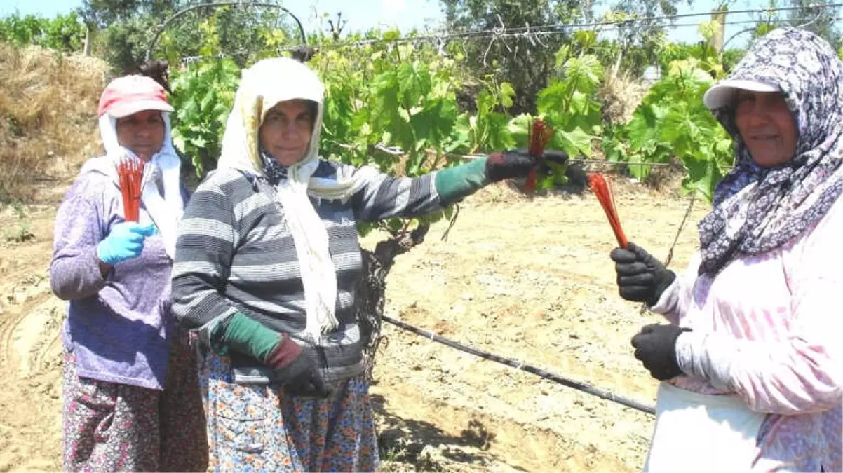 Sarıgöl\'de Salkım Güvesine Karşı Japon Tuzağı