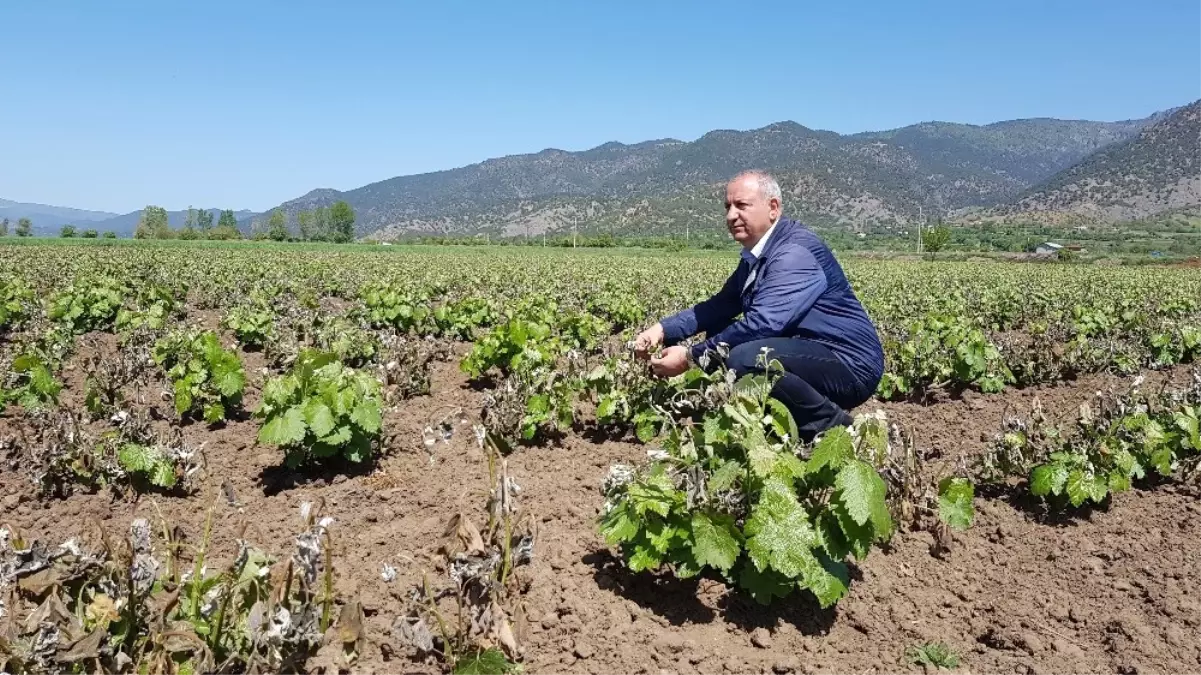 Soğuk, Üzüm Bağlarını Vurdu